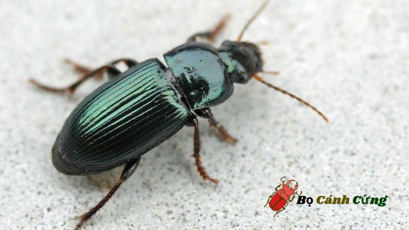 Bọ Cánh Cứng (Carabidae)