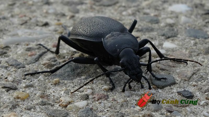 Bọ Đen (Tenebrionidae)