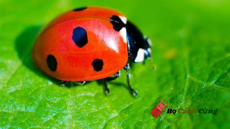 Bọ Lông (Coccinellidae)