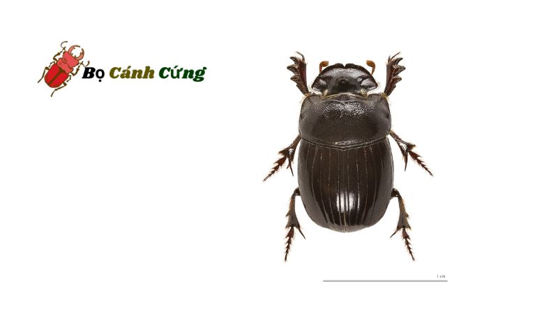 Bọ Hải Dương (Scarabaeidae)