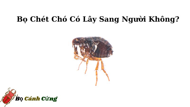 Bọ chét chó có lây sang người không?