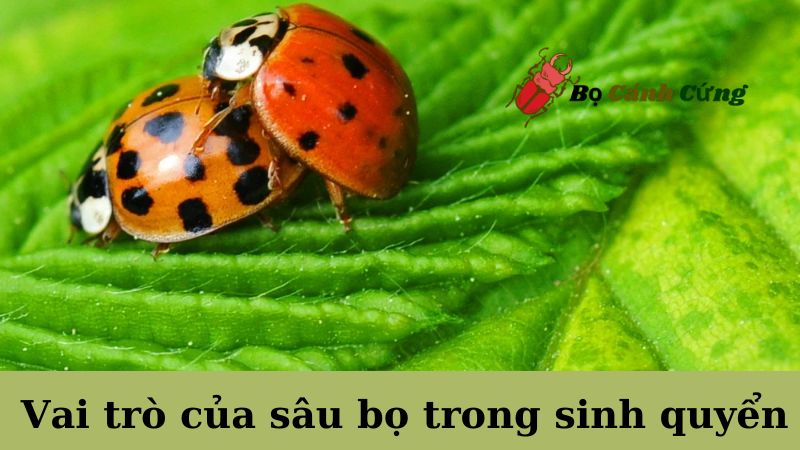 Vai trò của sâu bọ trong sinh quyển