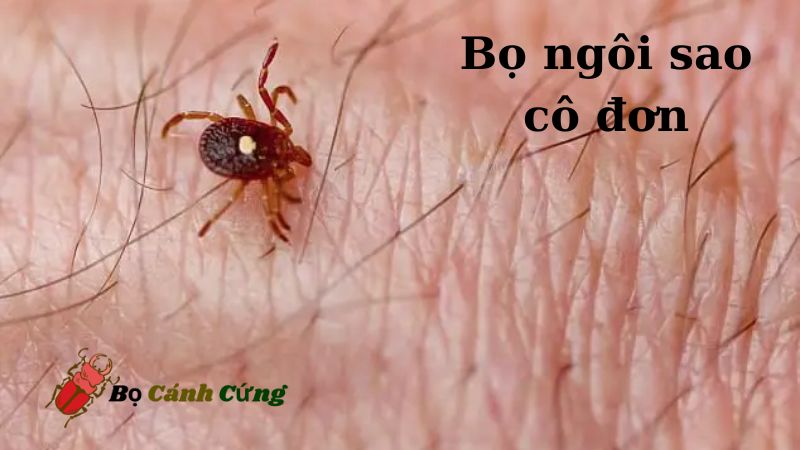 Đặc điểm của bọ ngôi sao cô đơn