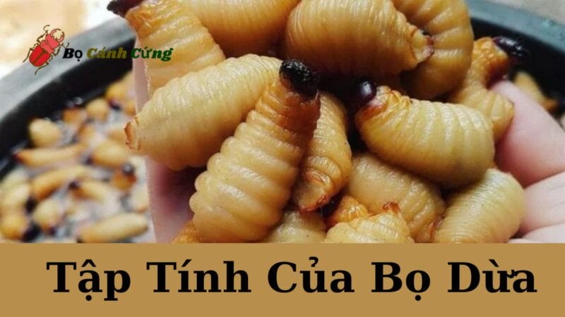 Tập Tính Của Bọ Dừa