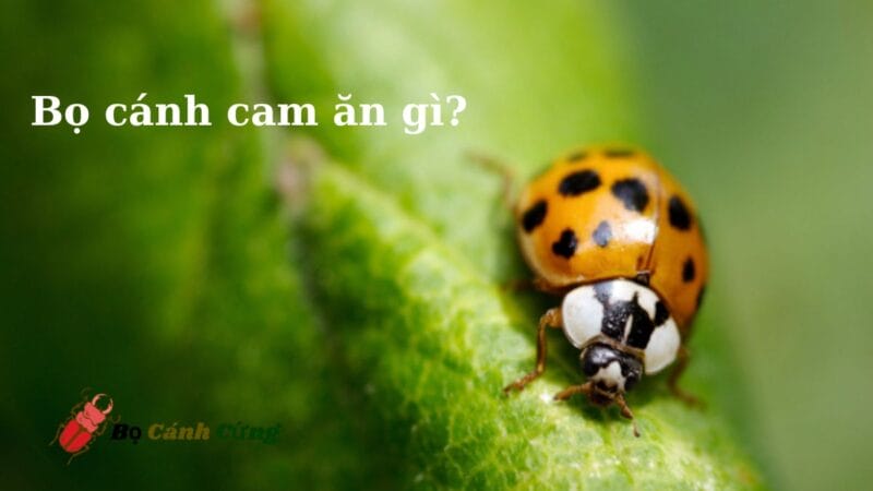 Bọ cánh cam ăn gì?