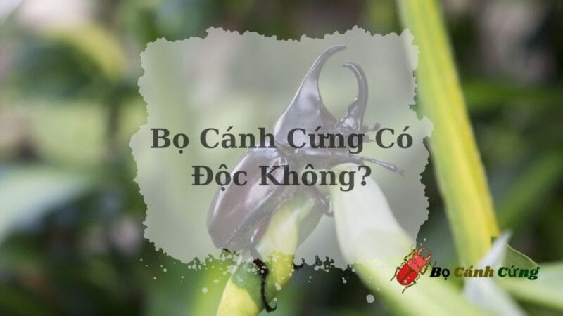 Bọ Cánh Cứng Có Độc Không? Sự Thật Thú Vị Về Bọ Cánh Cứng