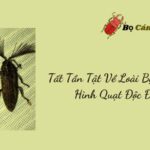 Tất Tần Tật Về Loài Bọ Có Râu Hình Quạt