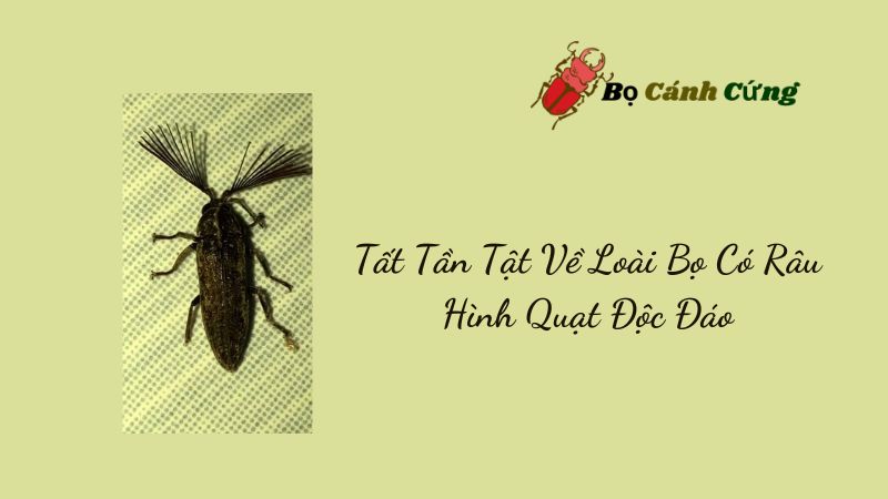 Tất Tần Tật Về Loài Bọ Có Râu Hình Quạt Độc Đáo