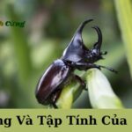 Lối Sống Và Tập Tính Của Sâu Bọ