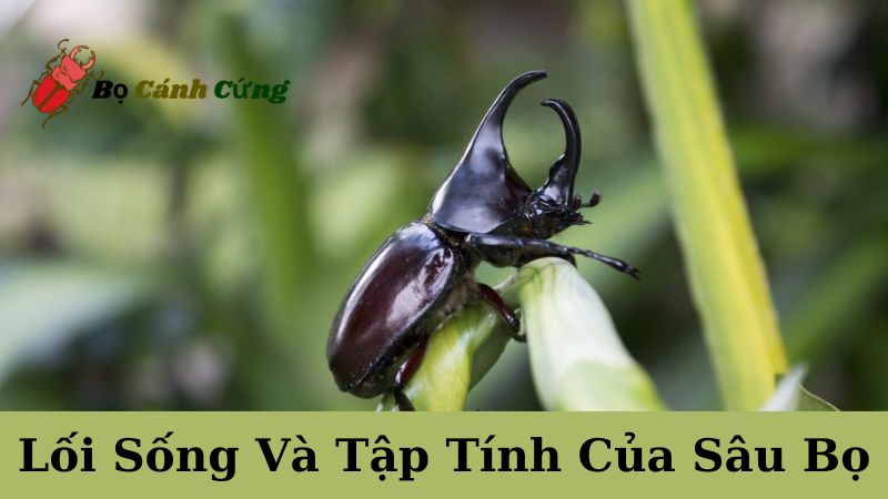 Lối Sống Và Tập Tính Của Sâu Bọ: Sự Thật Thú Vị